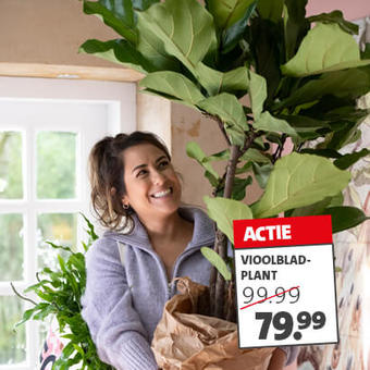 Vioolbladplant (Ficus lyrata)Nu van 99.99 voor 79.99