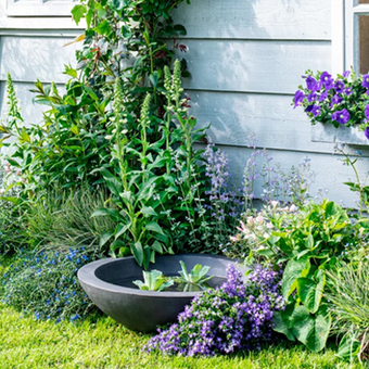 Tuinplanten voor tuinen die vooral te maken hebben met schaduw