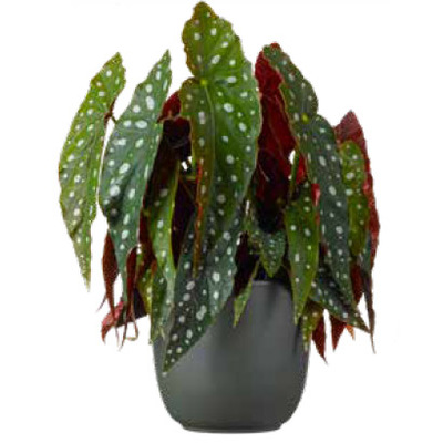 Geldboom (Pachira aquatica). Hoogte 50 cm potmaat 17 cm, exclusief pot. Van 24.99 voor 21.99