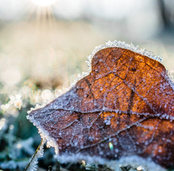 5 TIPS OM JE TUIN TE BESCHERMEN TEGEN VORST