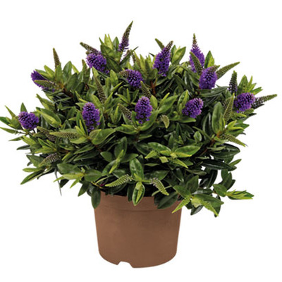 Struikveronica (Hebe ‘Addenda Donna’) Diverse kleuren, hoogte 40 cm potmaat 23 cm. Van 14.99 voor 11.99