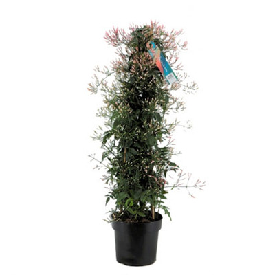 Jasmijn (Jasminum polyanthum) van 14.99 voor 9.99