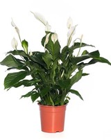 Lepelplant (Spathiphyllum ‘Sweet Lauretta’). Hoogte 100 cm potmaat 24 cm. Van 29.99 voor 21.99