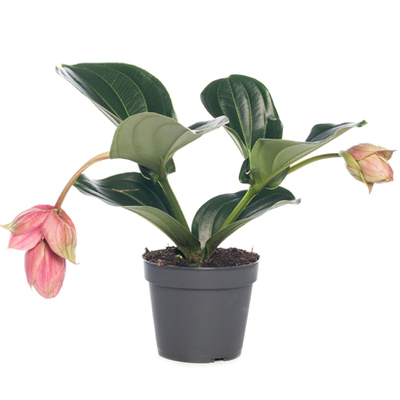 Medinilla (Medinilla magn. 'Candy Piccolini'). Roze, hoogte 30 cm potmaat 14 cm, Van 9.99 voor 7.99