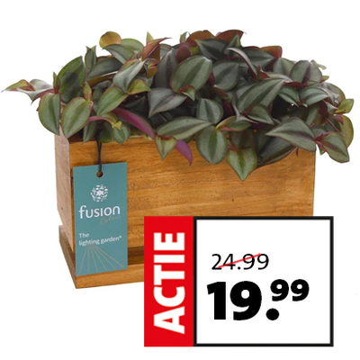 Intratuin Arrangement lightning garden. Van 24.99 voor 19.99