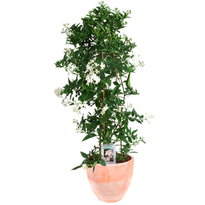 Solanum (Solanum jasminoides). Van 11.99 voor 8.99