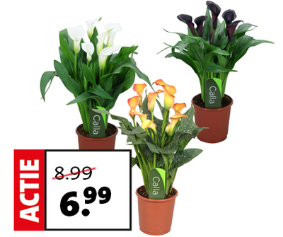 Ananasplant (Bromelia) van 11.99 voor 8.99