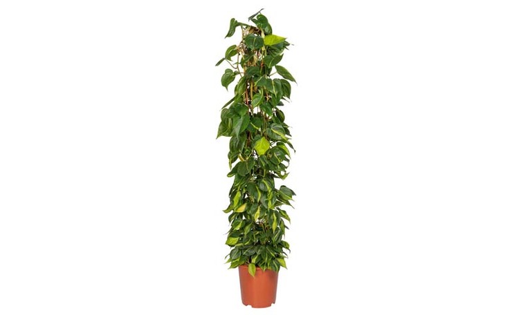 Philodendron (Philodendron scand. ‘Brasil’) Hoogte 150 cm, potmaat 27 cm. Van 69.99 voor 49.99