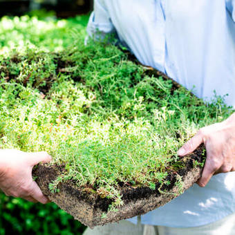 Daken van sedum: goed voor de biodiversiteit en het verlaagt de binnentemperatuur