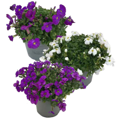 Randjesbloem (Aubrieta grac. ‘Kitte Blue’) hoogte 10 cm, potmaat 13 cm Per stuk 2.79 Nú 3 voor 5.-