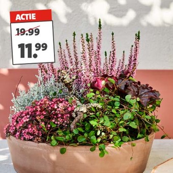 Najaarsarrangement in terracotta schaal. Hoogte 28 cm Ø 31 cm. Van 19.99 voor 11.99