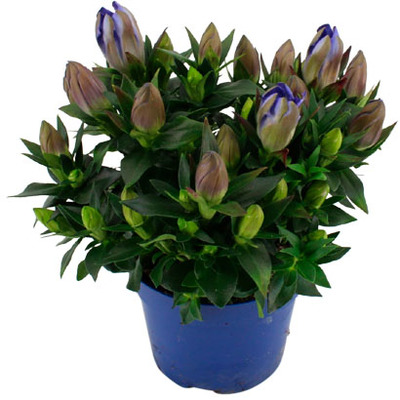 Gentiaan (Gentiana scabra RD ‘Blue Heart’) Blauw, hoogte 22 cm potmaat 12 cm. Van 5.99 voor 3.99