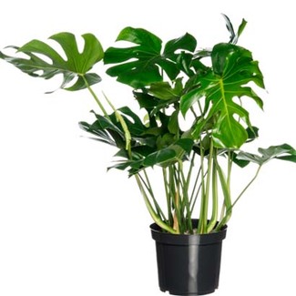 Gatenplant (Monstera deliciosa). Hoogte 85 cm potmaat 35 cm, exclusief pot. Van 59.99 voor 32.99