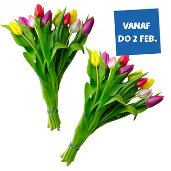 Tulpenmix. Lengte 35 cm. Verkrijgbaar vanaf donderdag. OP=OP! Per bos 3.99 Nú 2 voor 5.99