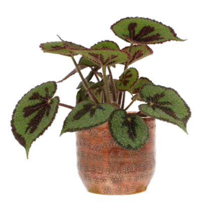 Bladbegonia (Begonia masoniana ‘Rock’) Hoogte 30 cm potmaat 12 cm exclusief pot 7.99 5.99