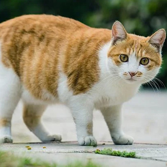 Katten uit de tuin weren