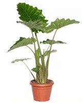 Olifantsoor (Alocasia ‘Portodora’) Hoogte 120 cm, potmaat 35 cm. Van 49.99 voor 39.99