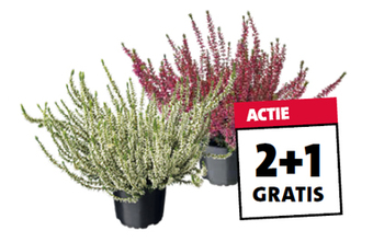 Struikheide (Calluna vulgaris). Diverse kleuren, hoogte 15 cm potmaat 11 cm. Per stuk 2.49 Nú 2+1 gratis