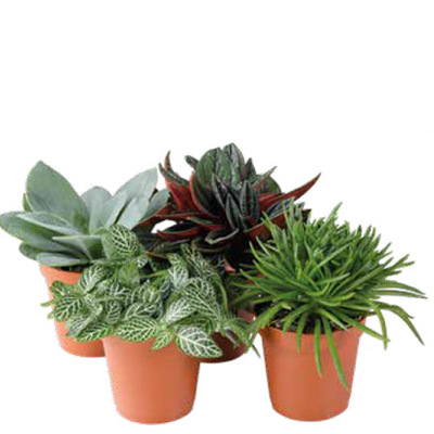 Miniplanten Diverse soorten, hoogte vanaf 10 cm, potmaat vanaf 5 cm Per stuk 1.79 Nú 4 voor 4.99