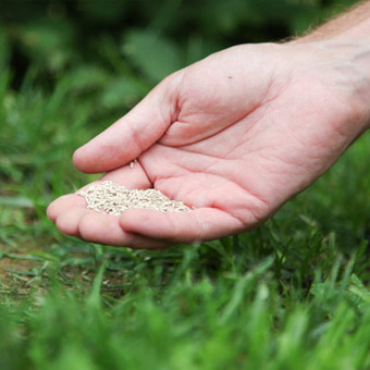 GRAS ZAAIEN MET GRASZAAD