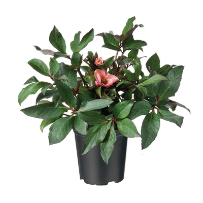 Helleborus (HGC) ‘Pink Frost’ van 24.99 voor 17.99