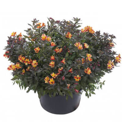 Alstroemeria van 11.99 voor 7.99