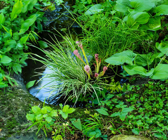 Breng je tuin tot leven met een betoverende waterbron!