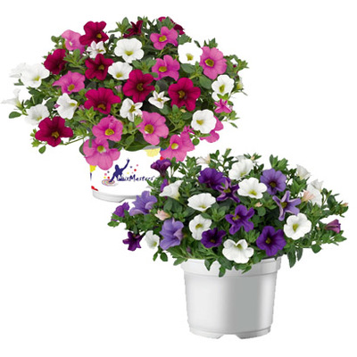 Mini-petunia (Calibrachoa ‘Trixie’) Diverse kleuren Hoogte 15 cm, potmaat 12 cm Per stuk 3.99 Nú 2 voor 4.99