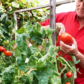 De moestuin in augustus