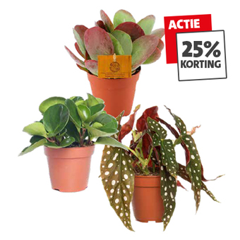 25% korting op trendplanten