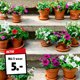 Zomerbloeiers... Per stuk 1.79. Nu 5 voor 5.-