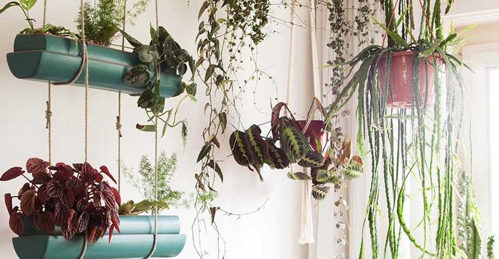 Alles over hangplanten