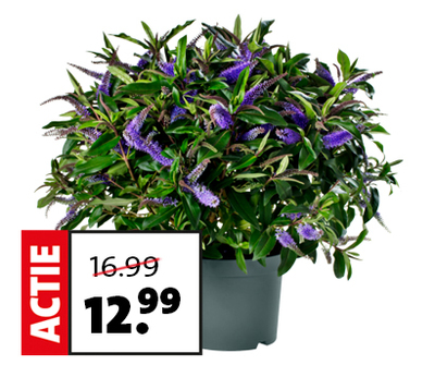 Struikveronica (Hebe ‘Addenda Donna’). Hoogte 45 cm potmaat 23 cm. Per stuk van 16.99 voor 12.99