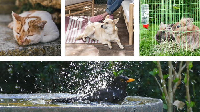 Hitteplannen voor huisdieren