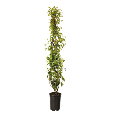 Toscaanse jasmijn (Trachelospermumjasminoides) Wit, Van 14.99 voor 9.99