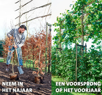 Aanplanten doe je in de herfst