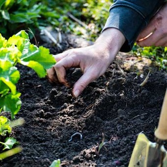 Zaaiplan voor de moestuin