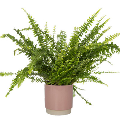 Krulvaren (Nephrolepis ex. ‘Green Lady’). Hoogte 35 cm Potmaat 12 cm Exclusief pot 5.99 3.99