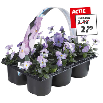 Violen (Viola F1 of Viola cornuta) Diverse kleuren, draagtas 6 stuks voor maar 2.99