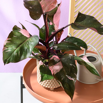 Philodendron (Philodendron ‘Pink Princess’). Hoogte 20 cm potmaat 12 cm, exclusief pot. Van 8.99 voor 5.99