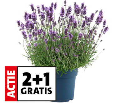 Lavendel (Lavandula ang. ‘Felice Premium’). Hoogte 30 cm potmaat 19 cm. Per stuk 5.99. Nu 2+1 Gratis