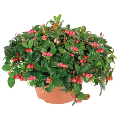 Bergthee (Gaultheria procumbens) van 9.99 voor 7.99