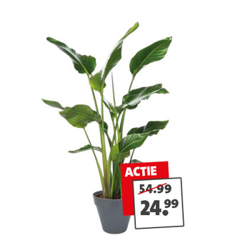 Paradijsvogelbloemen (Strelitzia) van 54.99 voor 24.99