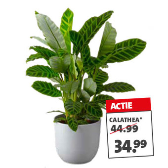 Calathea (diverse soorten) Hoogte 90-100 cm Potmaat 27 cm 44.99 34.99