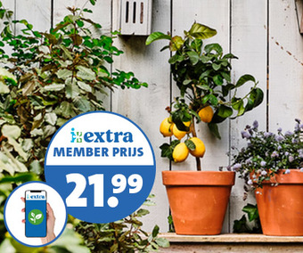Deze week betaal je als Extra member voor een citrus boompje geen 29.99 maar 21.99
