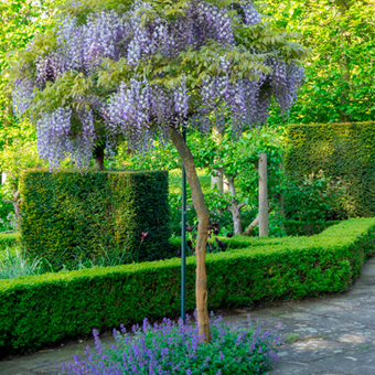 Natuurlijke schaduwmakers: dakbomen