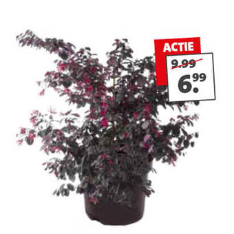 Heksenstruik (Loropetalum chinense) van 9.99 voor 6.99