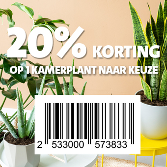 20% KORTING OP 1 KAMERPLANT