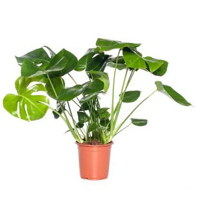 Monstera / gatenplant voor 16.99