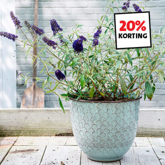 Bloempotten- en plantenbakken: 20% korting